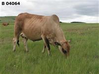 B 04-064