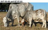 HVT 03-05 and QT 07-01