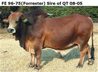 FE 96-75(Forrester) Sire of QT 08-05
