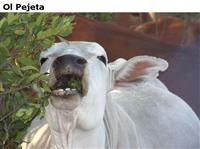OlPejeta