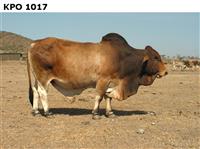 KPO1017
