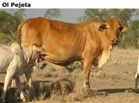 OlPejeta