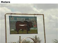 Mutara