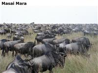 MasaiMara