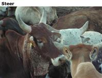 Steer