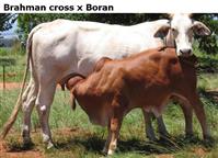 BrahmancrossxBoran