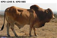KPO1245S.KPO985