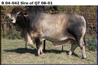B 04-042 Sire of QT 08-01