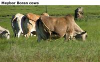Meybor Boran cows