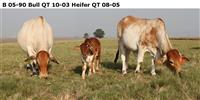 B 05-90. Bull QT 10-03, Heifer QT 08-05