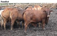 Feedlot