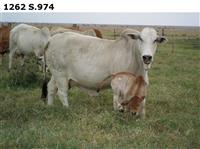 1262S.974