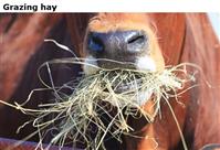 Grazing hay