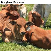 Meybor Borane