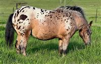  Les Chevaux Buddy
