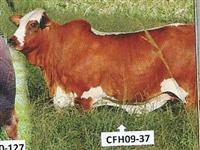 CFH 09-037