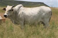 NJS 09-15
