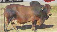 BA 09-0111 Impossibullit