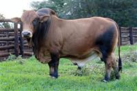 CFH 06-874 Spiermeester